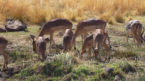 A 4K High Res clip of an impala standing gracefully beside a watering hole, Stock Footage 290233658