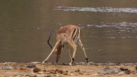 A 4K High Res clip of an impala standing gracefully beside a watering hole, Stock Footage 290233664