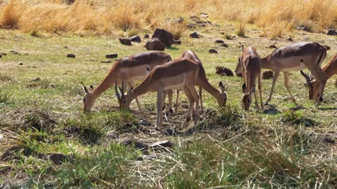A 4K High Res clip of an impala standing gracefully beside a watering hole, Stock Footage 290233671
