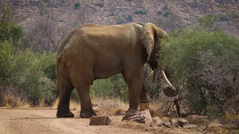 A 4K High Res clip of a large elephant standing in the road, grazing before turn Stock Footage 290232524
