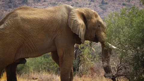 A 4K High Res clip of a large elephant standing in the road, grazing before turn Stock Footage 290232527