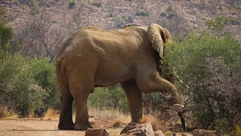 A 4K High Res clip of a large elephant standing in the road, grazing before turn Stock Footage 290232528