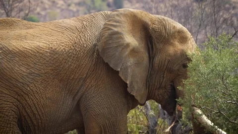 A 4K High Res clip of a large elephant standing in the road, grazing before turn Stock Footage 290232531
