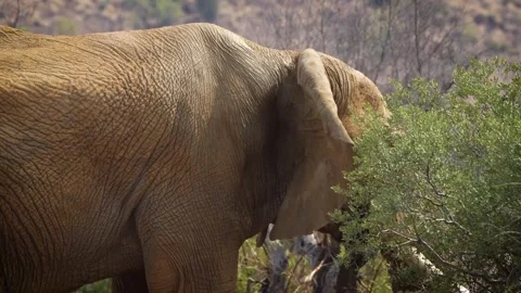 A 4K High Res clip of a large elephant standing in the road, grazing before turn Stock Footage 290232553