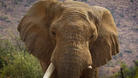A 4K High Res clip of a large elephant standing in the road, grazing before turn Stock Footage 290232562