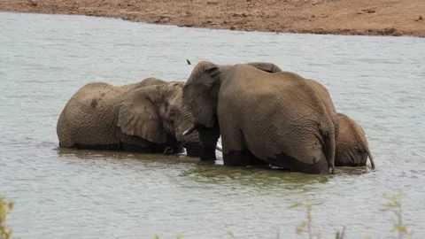 A 4K High Res clip of three elephants playfully sparring and fighting in the wat Stock Footage 290232587