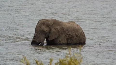 A 4K High Res clip of three elephants playfully sparring and fighting in the wat Stock Footage 290232591