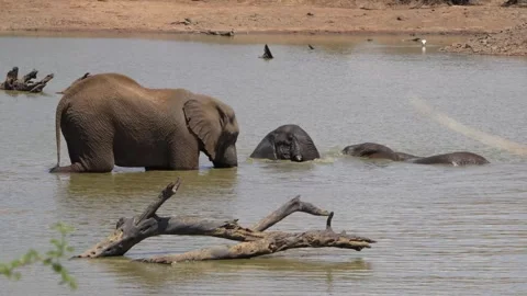 A 4K High Res clip of three elephants playfully sparring and fighting in the wat Stock Footage 290232776