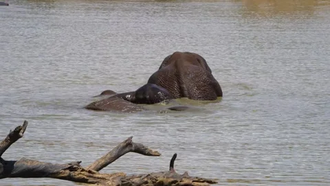 A 4K High Res clip of three elephants playfully sparring and fighting in the wat Stock Footage 290232820