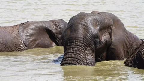 A 4K High Res clip of three elephants playfully sparring and fighting in the wat Stock Footage 290232826