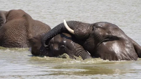 A 4K High Res clip of three elephants playfully sparring and fighting in the wat Stock Footage 290232845