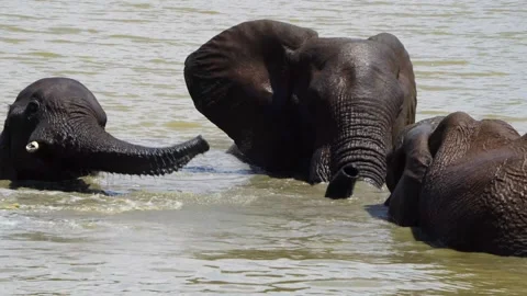 A 4K High Res clip of three elephants playfully sparring and fighting in the wat Stock Footage 290232857
