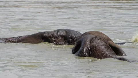 A 4K High Res clip of three elephants playfully sparring and fighting in the wat Stock Footage 290232864