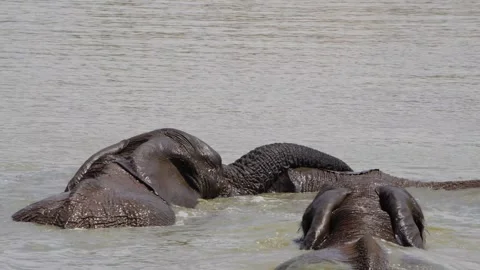 A 4K High Res clip of three elephants playfully sparring and fighting in the wat Stock Footage 290232874