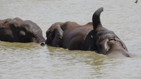 A 4K High Res clip of three elephants playfully sparring and fighting in the wat Stock Footage 290232910