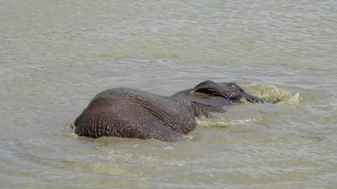 A 4K High Res clip of three elephants playfully sparring and fighting in the wat Stock Footage 290232923