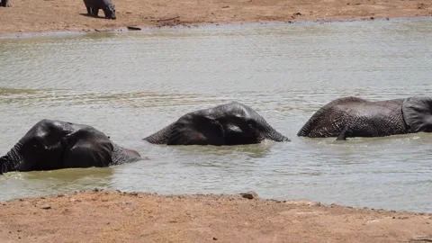 A 4K High Res clip of three elephants playfully sparring and fighting in the wat Stock Footage 290232928