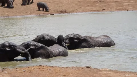 A 4K High Res clip of three elephants playfully sparring and fighting in the wat Stock Footage 290232932