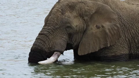 A 4K High Res clip of two elephants in the water, lovingly intertwining Stock Footage 290232612