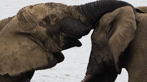A 4K High Res clip of two elephants in the water, lovingly intertwining Stock Footage 290232625