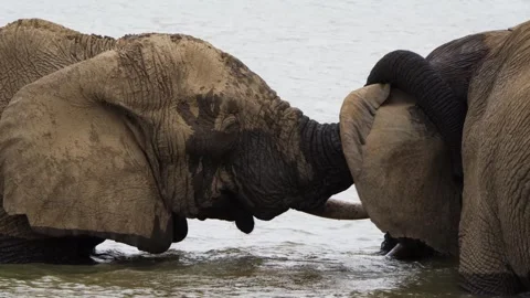 A 4K High Res clip of two elephants in the water, lovingly intertwining Stock Footage 290232634
