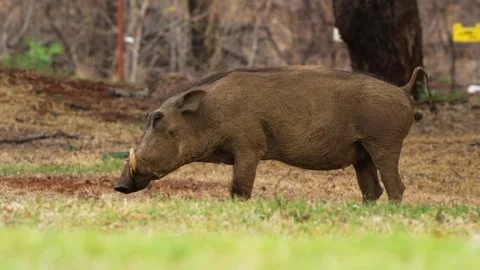 A 4K High Res clip of a warthog grazing on its knees inside a camping ground Stock Footage 290234080