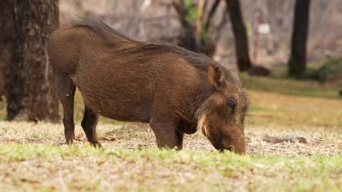 A 4K High Res clip of a warthog grazing on its knees inside a camping ground Stock Footage 290234082