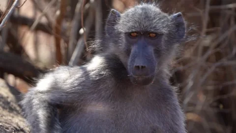 A 4K High Res close-up clip of a baboon grooming itself, showcasing its intricat Stock Footage 290231835