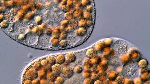 4K High Resolution Microscopy of Rotifer Under Microscope 库存影片 317106635