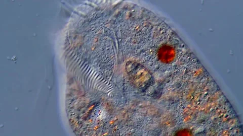4K High Resolution Microscopy of Rotifer Under Microscope Vidéo 317107454