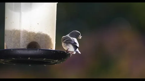 4k high resolution video of American Goldfinch feeding from bird feeder Video stock 296724871