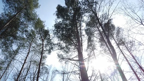 4k hight resolution moving frame video of pine forrest and blue sky, karelian Stock Footage 129870412