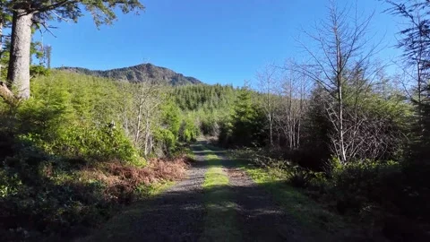 4K hiking footage on a forest logging road to Angora Peak Mountain, Oregon coast Stock Footage 327366190
