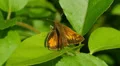 4K Hobomok Skipper (Poanes hobomok) - Male 2 4k or 4k+ Resolution