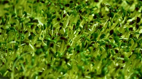 4k: Home growing fresh micro green sprouts for healthy vegan food. 스톡 동영상 132170891