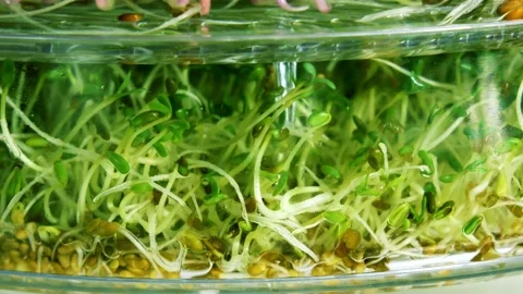 4k: Home growing fresh micro green sprouts for healthy vegan food. 動画素材 132171815