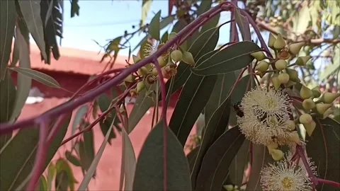 4k Honey Bee Pollinating Eucalyptus Flowers Close-up Video stock 333007367