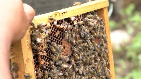 4K honeycomb foundation Video stock 335615921