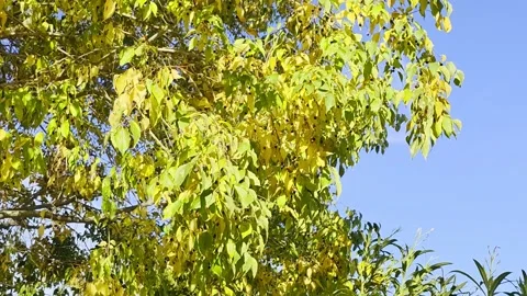 4K Horizontal Golden Tree Branches Swaying in Autumn Sunset Breeze Stock Footage 322931486
