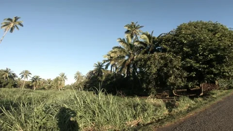 4k horizontal pane view at a backroad in tropical Pacific Cook Islands  Stock Footage 233596911