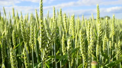 4k horizontal video , ears of barley moving from wind, agriculture concept. Harv Stock Footage 197379711