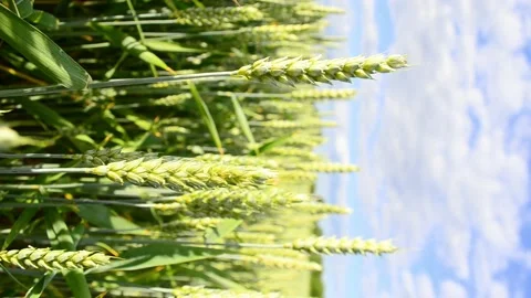 4k horizontal video , ears of barley moving from wind, agriculture concept. Harv Stock Footage 197379752