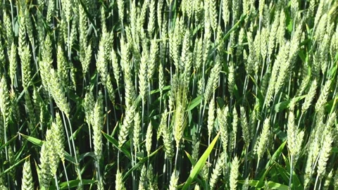 4k horizontal video , ears of barley moving from wind, agriculture concept. Harv Stock Footage 199222998