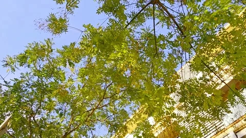 4K horizontal video of green tree branches swaying in autumn breeze at sunset Stock Footage 322931568