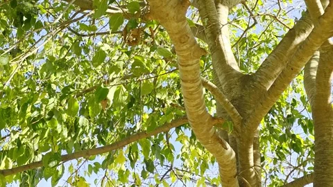 4K horizontal video of soft green tree branches and trunk swaying at sunset Stock Footage 322931335