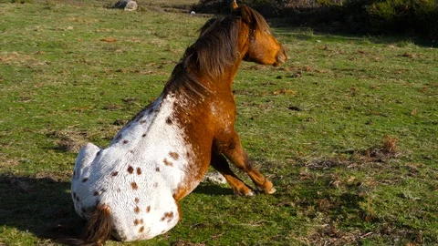4K horse (Equus ferus caballus) wallows on ground and gets up shaking his mane Stock Footage 106929594