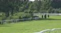 4k Horse Racing on last meters behind the curve 4k or 4k+ Resolution