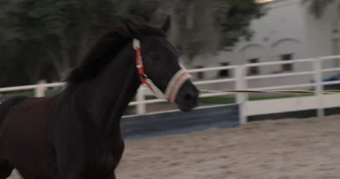 4K Horse running in circles Stock Footage 146098889