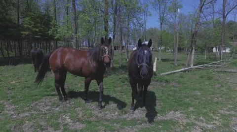 4k horse walkes up to camera Stock Footage 64218246