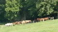 4K Horses in Cades Cove 1 4k or 4k+ Resolution